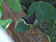 Amaurornis phoenicurus