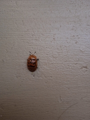 Conchyloctenia punctata