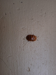 Conchyloctenia punctata