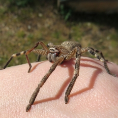 Neosparassus calligaster
