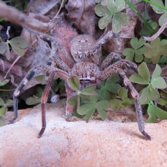 Neosparassus calligaster