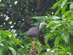 Amaurornis phoenicurus