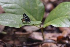 Panthiades bathildis