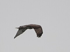 Buteo jamaicensis