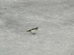 Leptocoma zeylonica