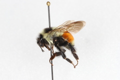 Bombus ternarius