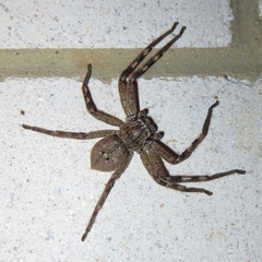 Neosparassus calligaster