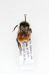 Bombus ternarius