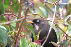 Turdus nigrescens
