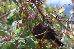 Turdus nigrescens