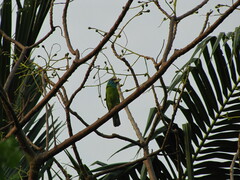 Psilopogon asiaticus
