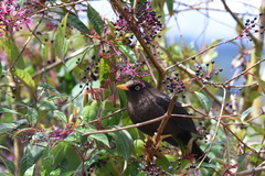 Turdus nigrescens