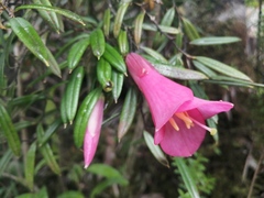 Philesia magellanica