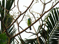 Psilopogon asiaticus
