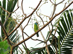 Psilopogon asiaticus