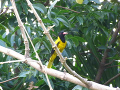 Oriolus xanthornus
