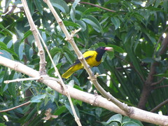 Oriolus xanthornus