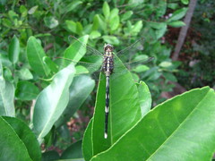 Orthetrum sabina