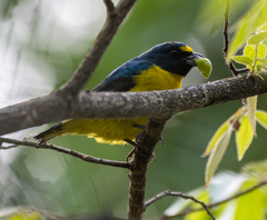 Euphonia chalybea