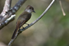 Myiarchus tuberculifer