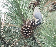 Sitta canadensis