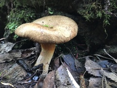 Alnopaxillus