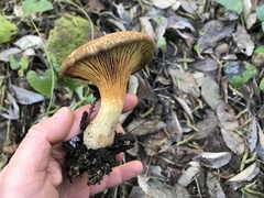 Alnopaxillus