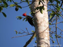 Campephilus melanoleucos