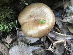 Alnopaxillus