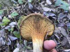 Alnopaxillus