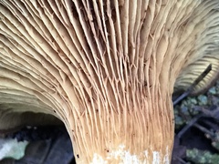 Alnopaxillus