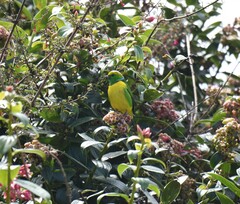 Chlorophonia callophrys