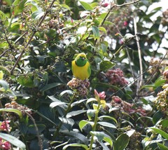 Chlorophonia callophrys