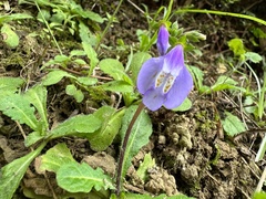 Mazus fauriei
