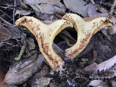 Alnopaxillus