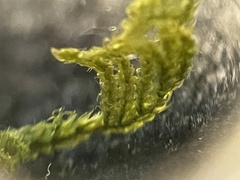 Entodon seductrix