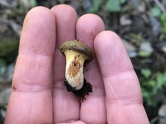 Alnopaxillus