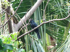 Eudynamys scolopaceus