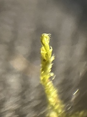 Entodon seductrix