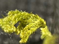 Entodon seductrix