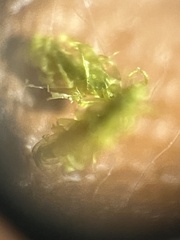 Entodon seductrix