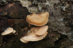 Metuloidea murashkinskyi