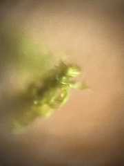 Entodon seductrix