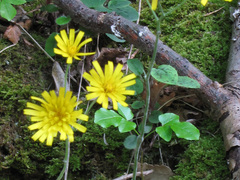 Hieracium bifidum