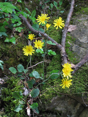 Hieracium bifidum