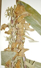 Digitalis lanata