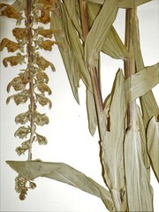Digitalis lanata