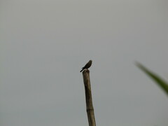 Aves