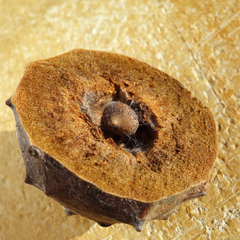 Andricus hungaricus