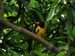 Oriolus xanthornus